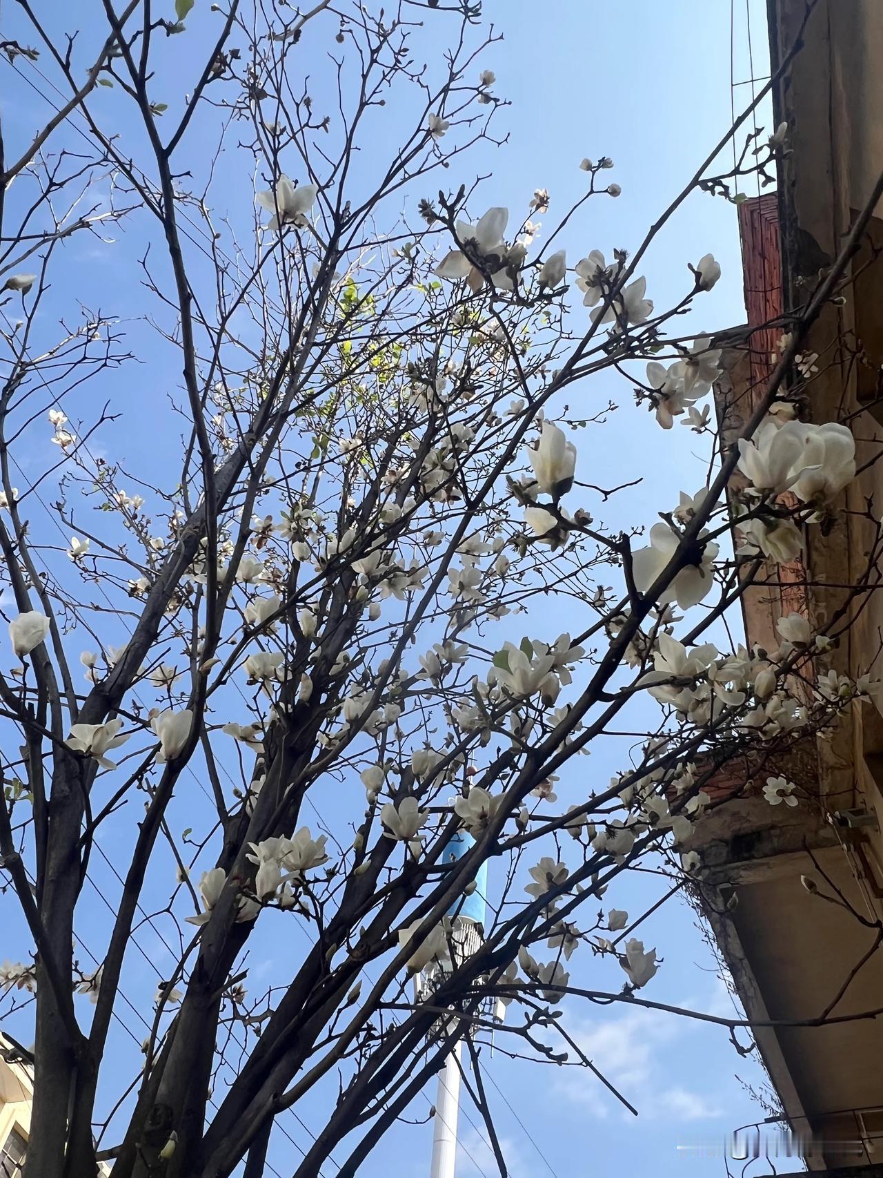 分享一张花开的照片云南红河州石屏的玉兰花、油菜花和炮仗花。