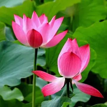 近段时间，中日之间的对峙闹得沸沸扬扬，但美国却意外地保持沉默。美日虽然是较强的同