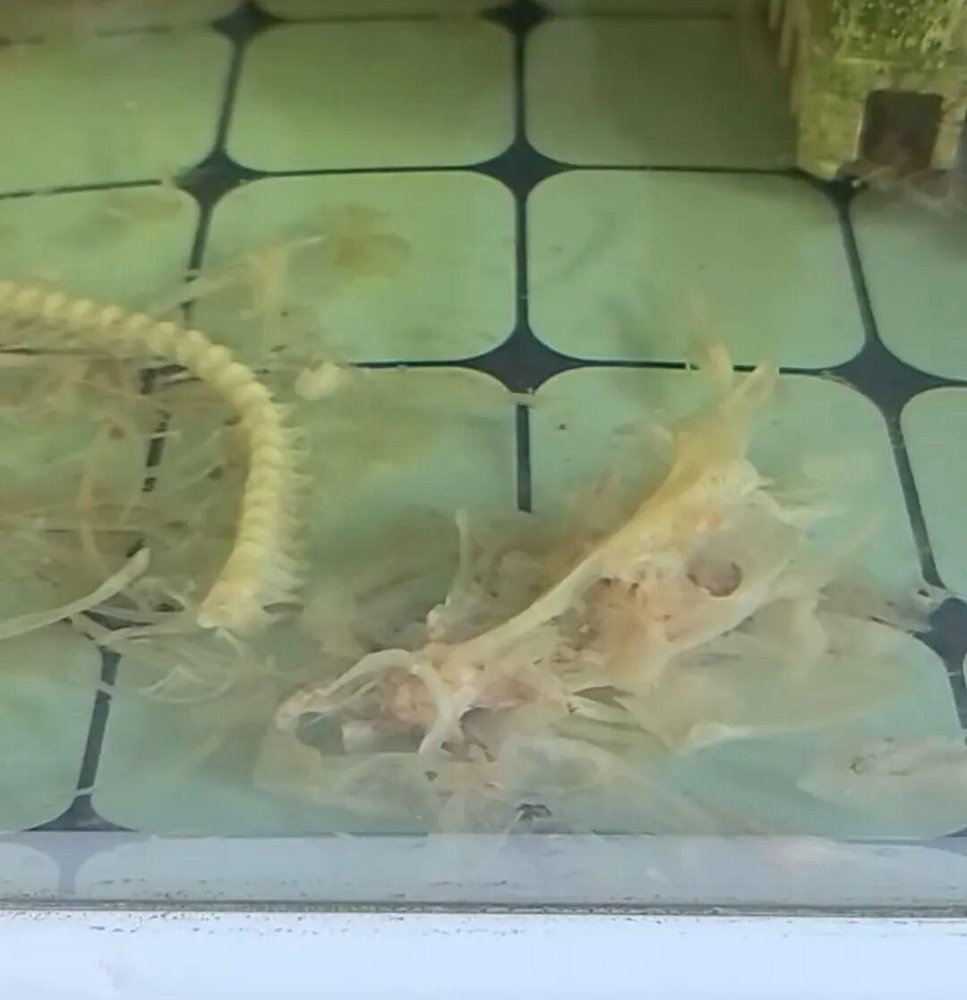 男子出差一月归家，发现心爱的七八斤大锦鲤仅剩白骨，而两条平日不起眼的小马口鱼却异