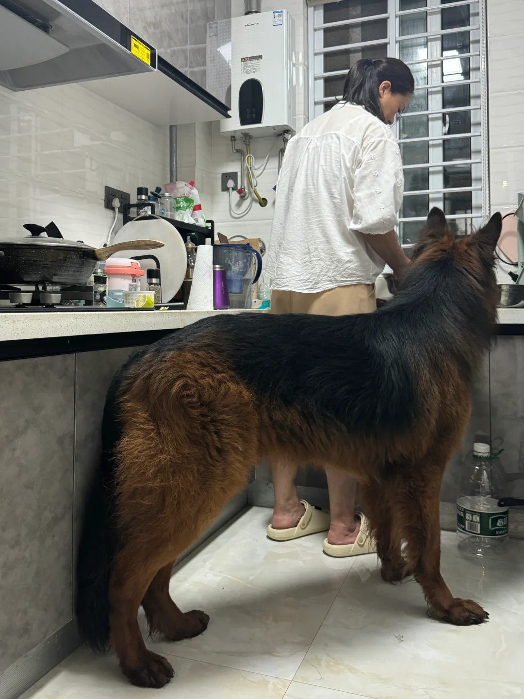 105斤茶杯犬等姥姥撕鸡胸肉肉