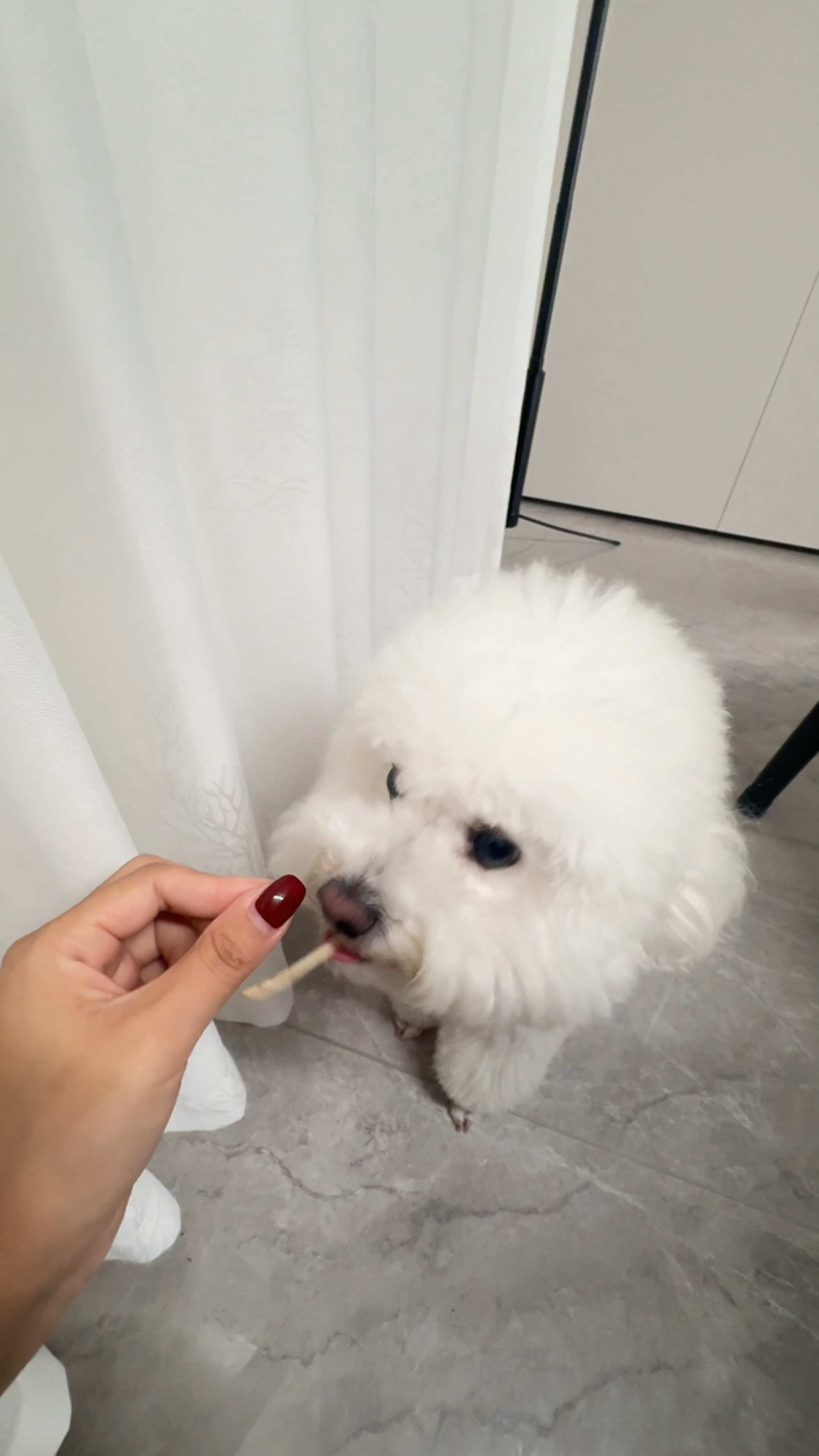 谁跟你说狗不吃折耳根的[卡皮巴拉] ​​​