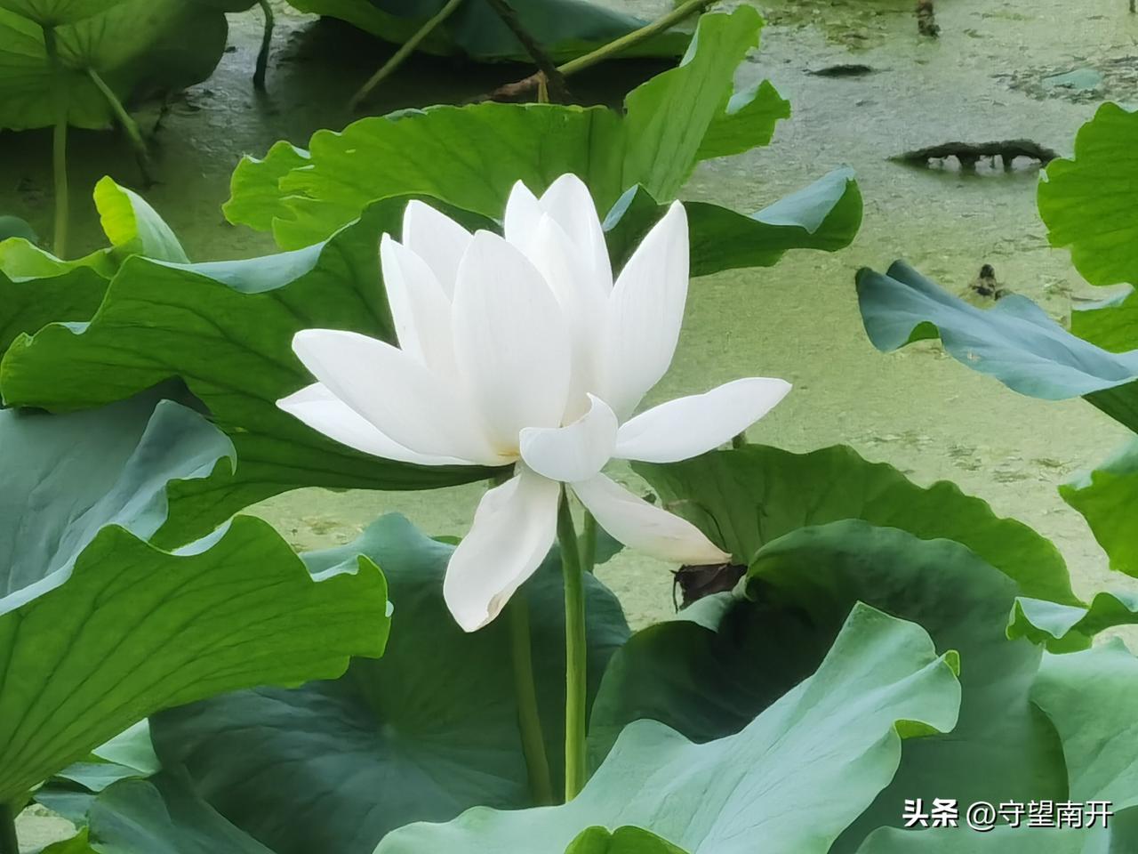南开园马蹄湖的白荷花开啦！夏日炎炎，这满池的白荷花成了校园里最美的风景线。
每年