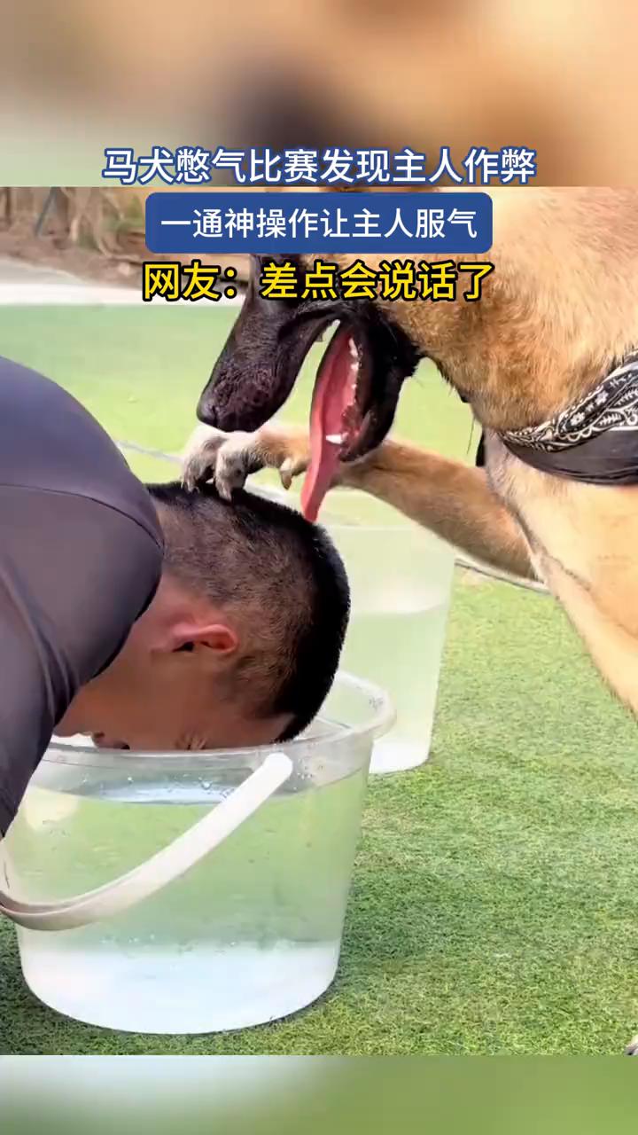 马犬憋气比赛发现主人作弊，一通神操作让主人服气。
网友：差点会说话了。