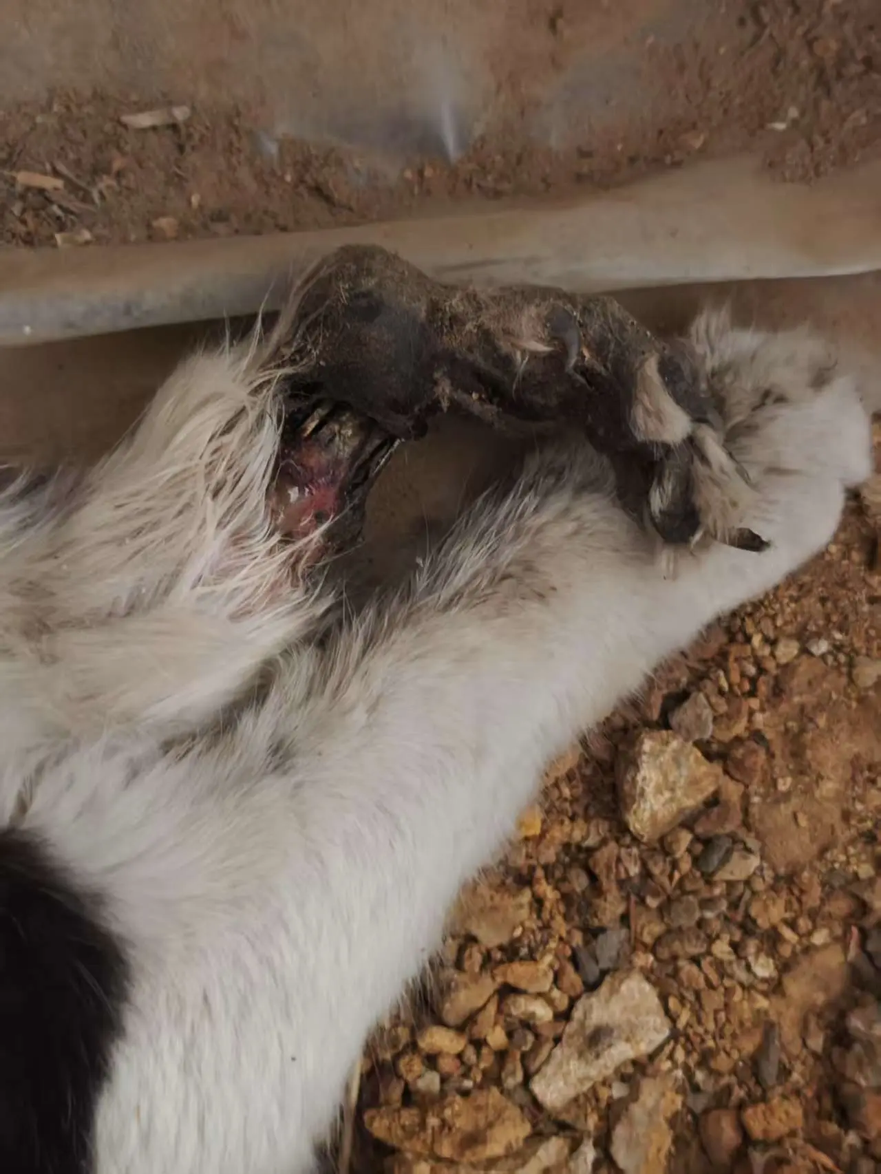 接到求助 这是一只静静地在死亡的猫咪