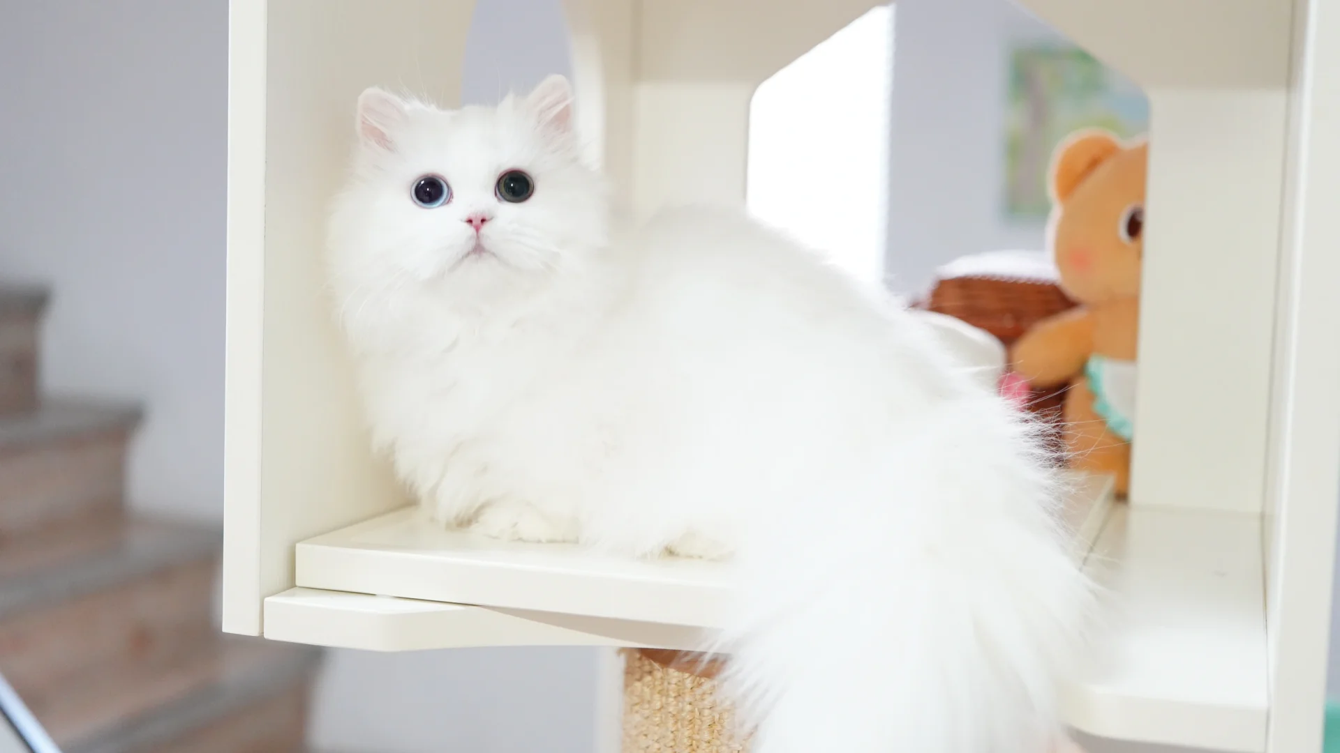 大尾巴小囡 异瞳纯白米努特矮脚猫