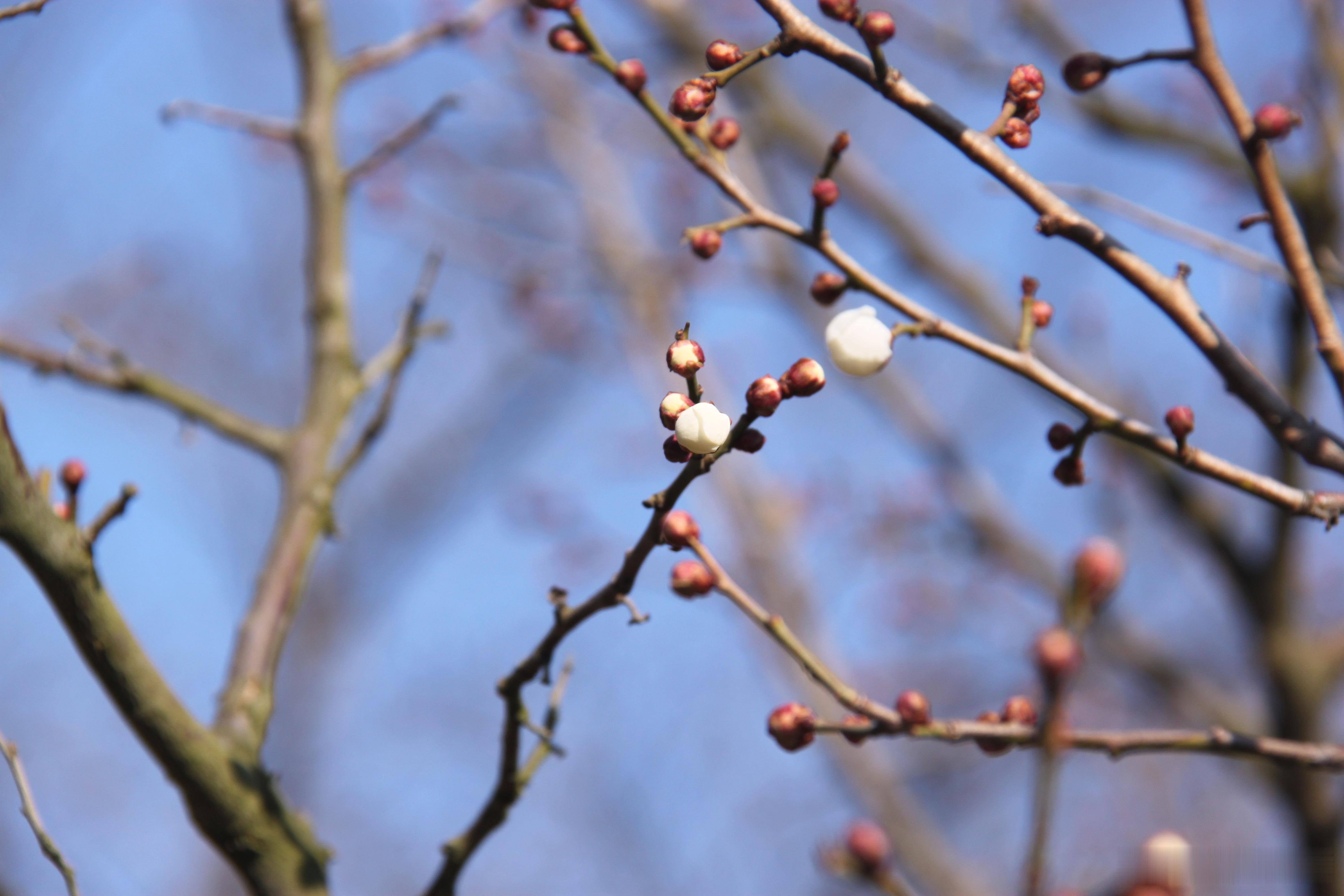 春节赏梅今天是丙午马年春节，大年初一头一天，来到中山公园，看到梅园里的梅花含苞待