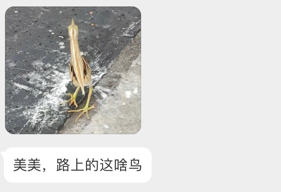 呆若木鸡的【黄huáng苇wěi鳽】遇到危险时会一动不动假装自己是根木头靠太近小