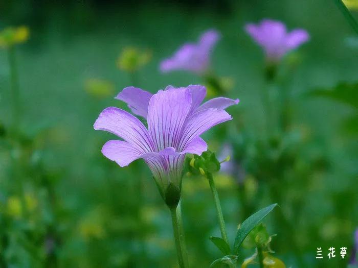 铜锤草，亦称红花酢浆草。
松下相机拍摄于公园绿化带。
阳光正好，心情正好。