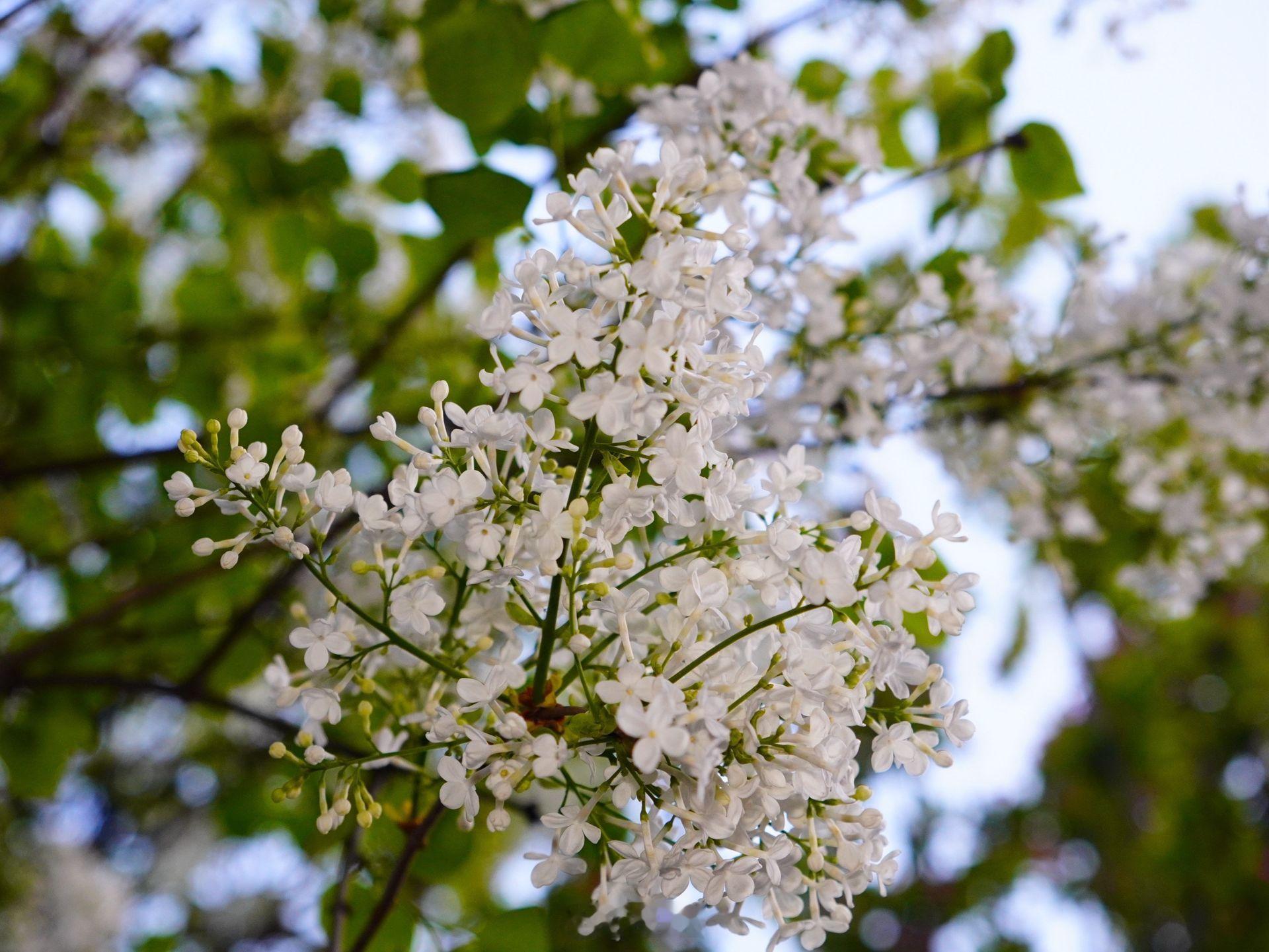 小菌 早朋友们春天的丁香花 