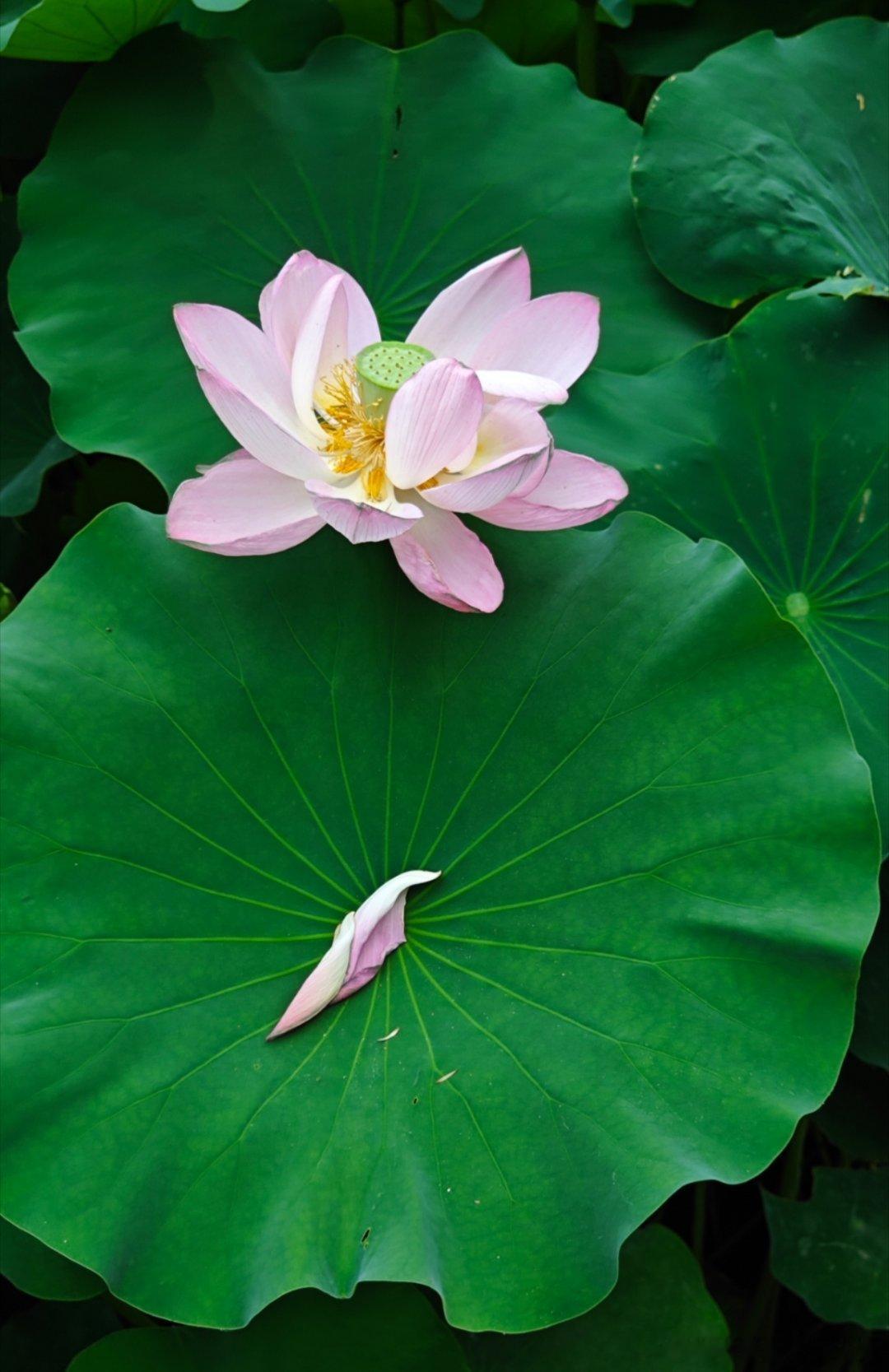 摄影世界 一花一世界 成都·文化公园