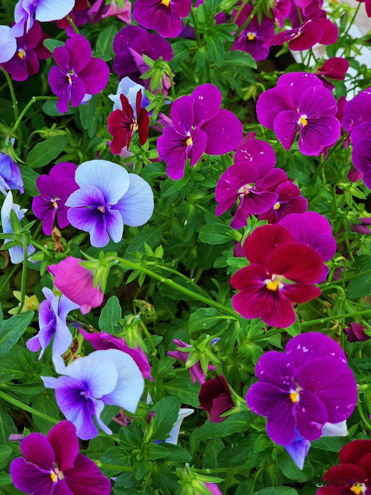 【小对联】
上：……？
下：幼苗。