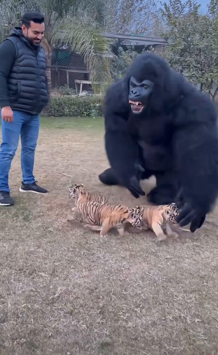 饲养员扮成黑猩猩和小老虎们互动，画面太诡异了。