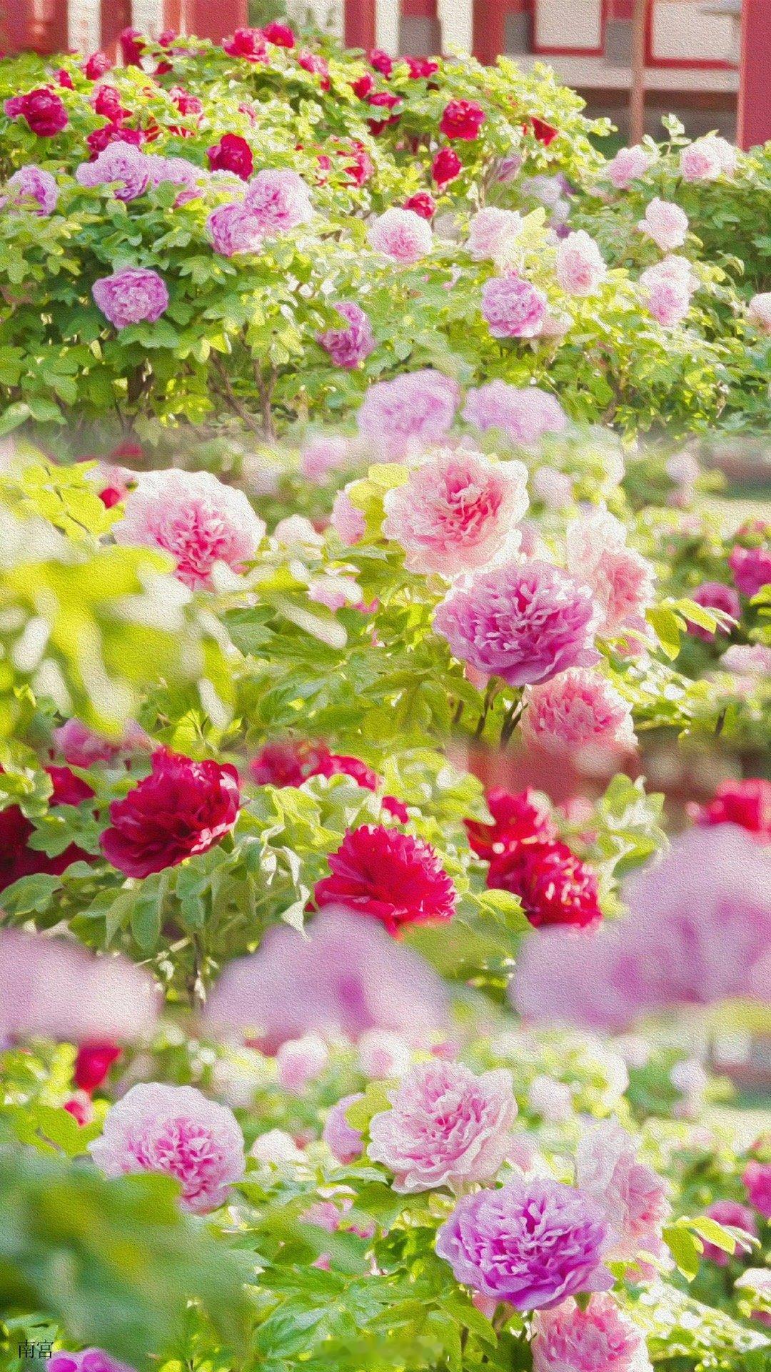 妇女节祝 女神们节日快乐💐 ​​​