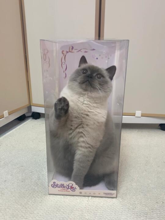 买个三个猫猫手办