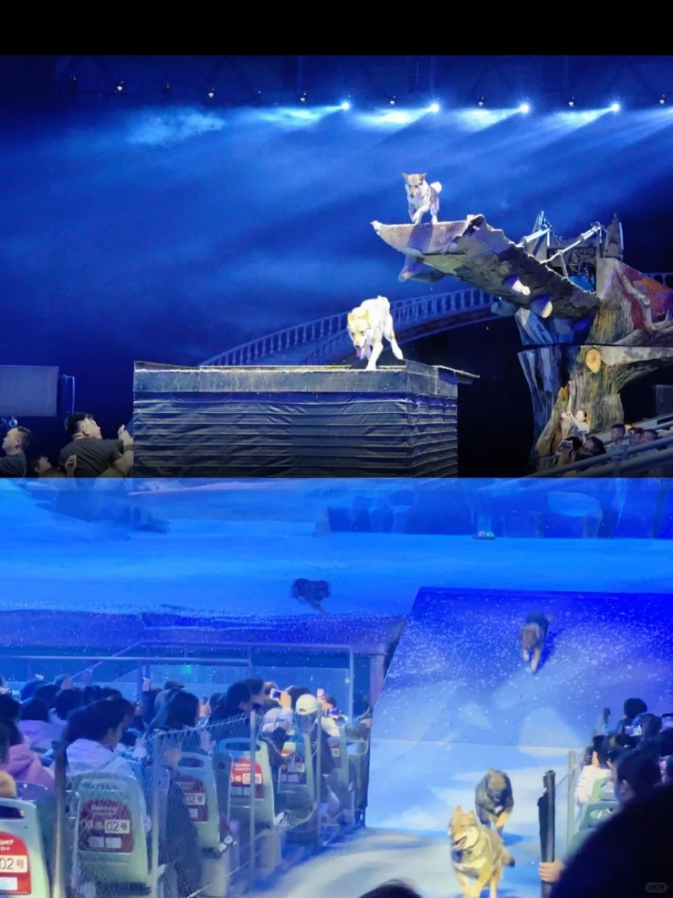 深蓝的梦🌊 华夏文旅一日游🐬 上周和妹妹一起去了华夏文旅海洋公园?...