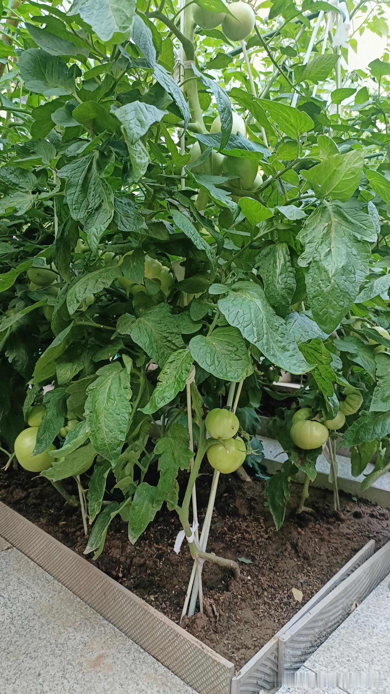 大雨过后菜园怎么样了?顺便看看我是这样管理豆角的
 
昨天下了一夜大暴雨，今天午