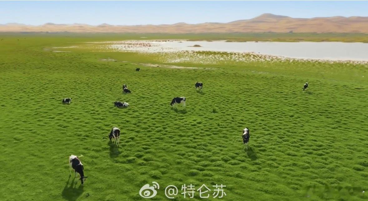 特仑苏会员日大馈赠  看《乌兰布和沙漠有机白皮书》，惊诧叫人窒息的美景，更是见证