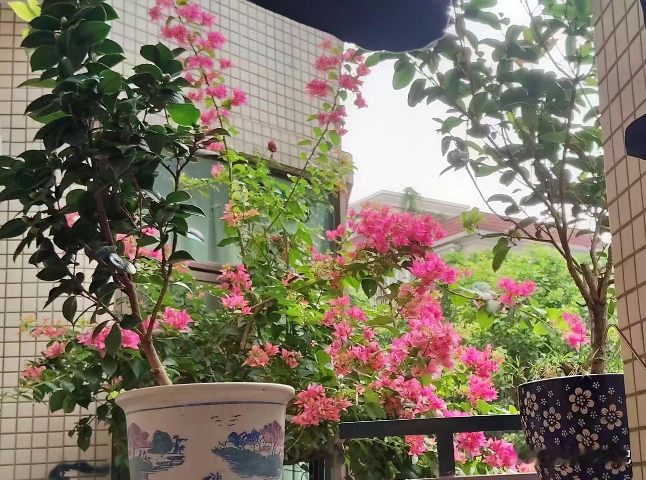 真养眼！
这是弟弟家养的一棵很大的三角梅树！
爸爸以前也在家的开放式厨房里种了一