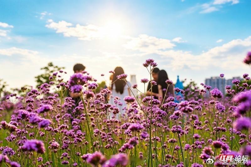 【株洲版普罗旺斯藏不住了】5月31日，株洲市清水塘城市公园的马鞭草花海迎来盛花期