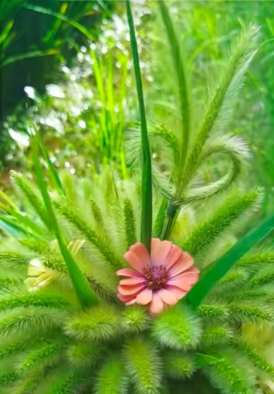 驴友✨🌱✨狗尾巴草✨🌱✨狗尾巴草🌱自然里的诗意与坚韧在广袤的自然天地间，狗