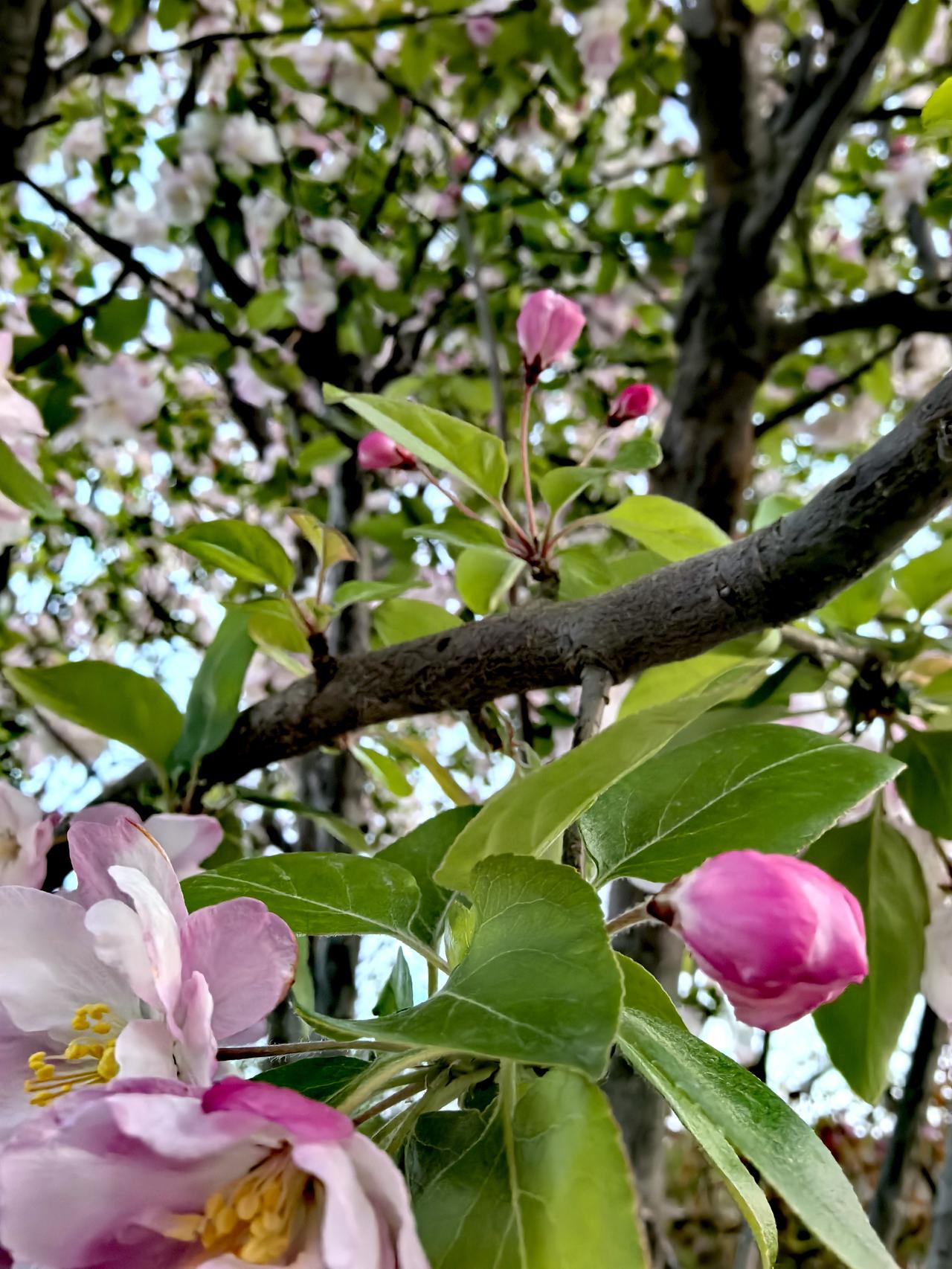 胭脂匀罢立多时，为待诗人献小诗。

风拂娇红香欲滴，露凝翠萼蝶偏痴。

易安词里