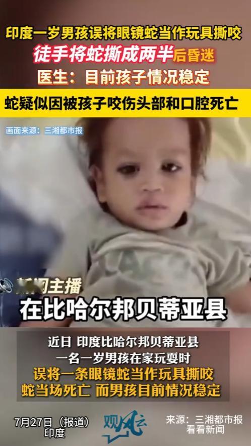 “太牛了！”近日，印度，一名1岁的男孩在家玩，误将一条眼镜蛇当做玩具，用牙撕咬成