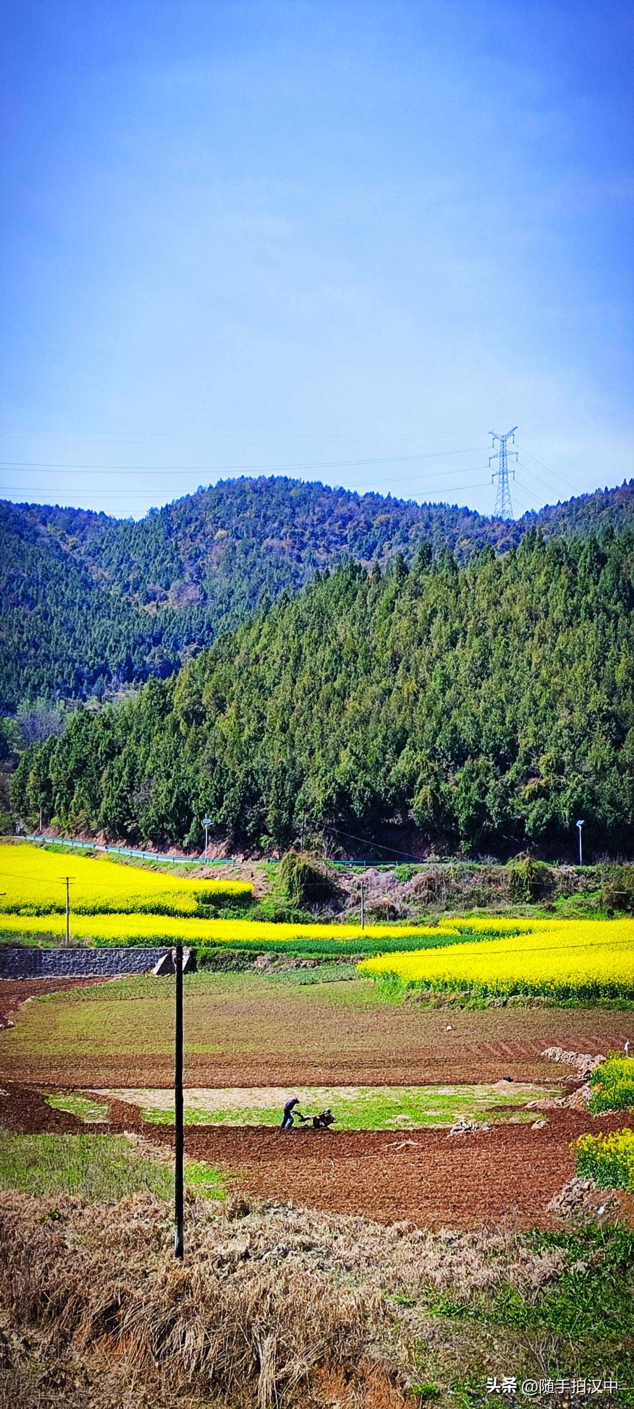 春日灿烂，酝酿了一冬的油菜花都卯足了劲儿，个个小腰板挺得直直的，任春风来去，花儿