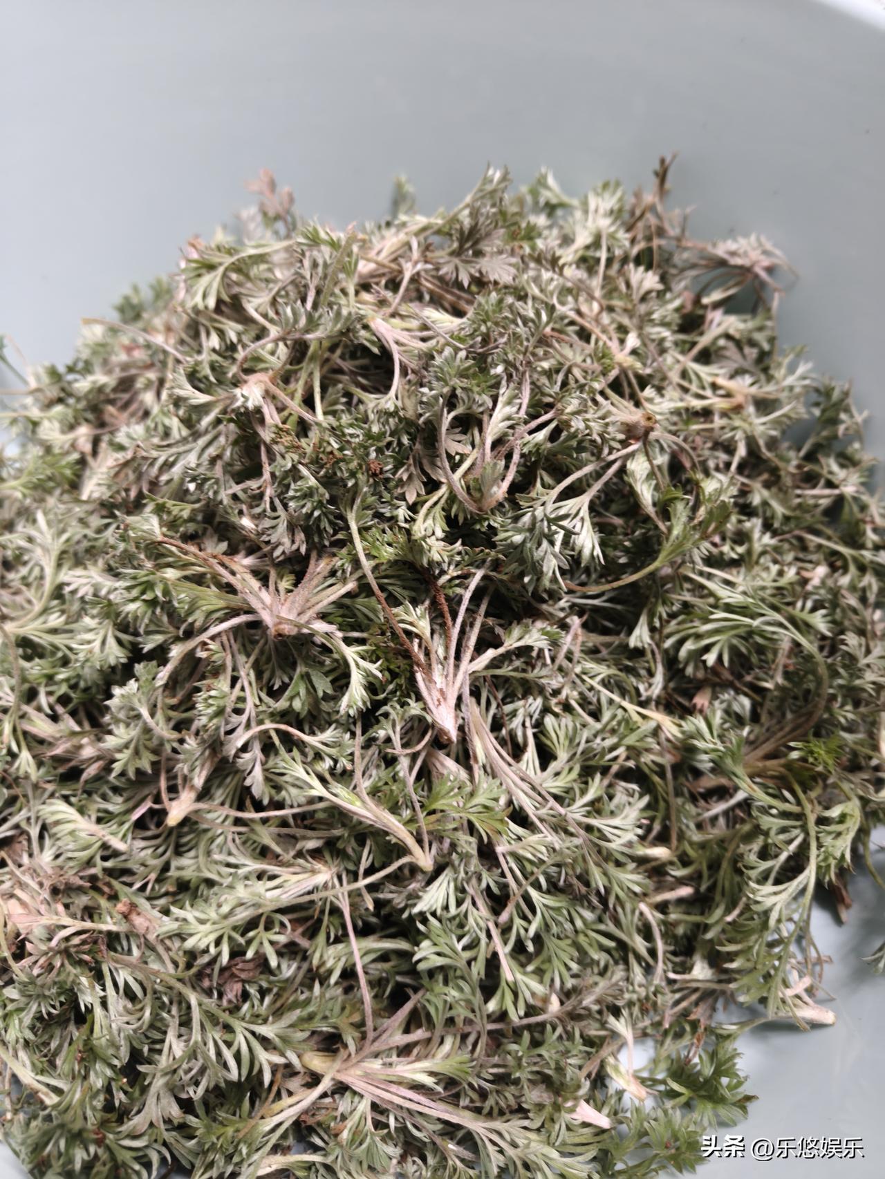 2026年、3月7日，年过完了，全家有点上火，今天老婆上山挖野菜，喝点野菜水去去