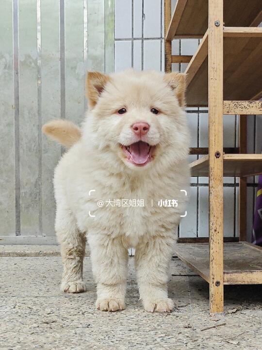 粉鼻子米白土松妹妹，温顺听话可爱亲人。