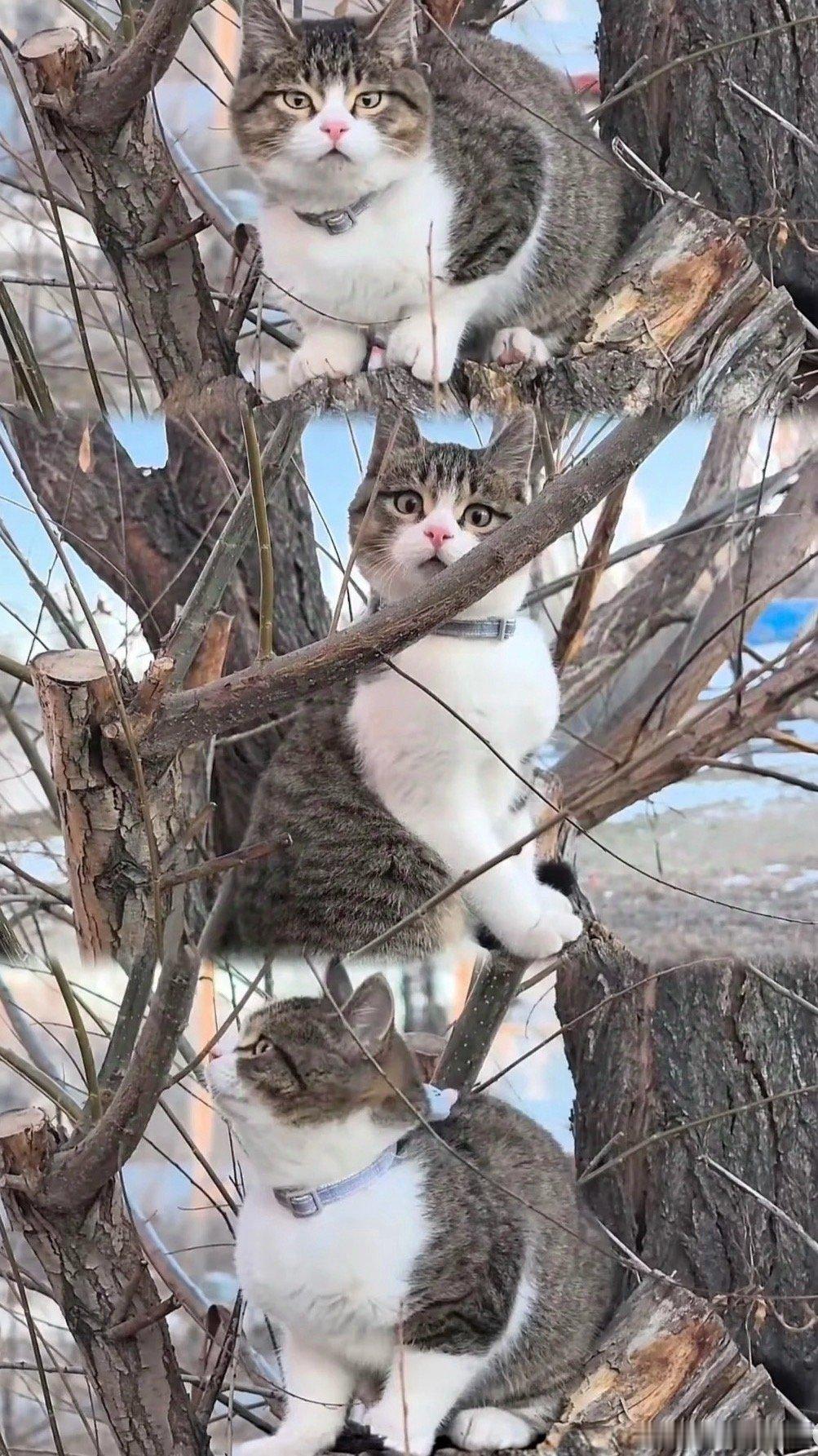 悟空小猫这个世界糟透了，我最爱的电子小猫和骑行博主[伤心][伤心] ​​​