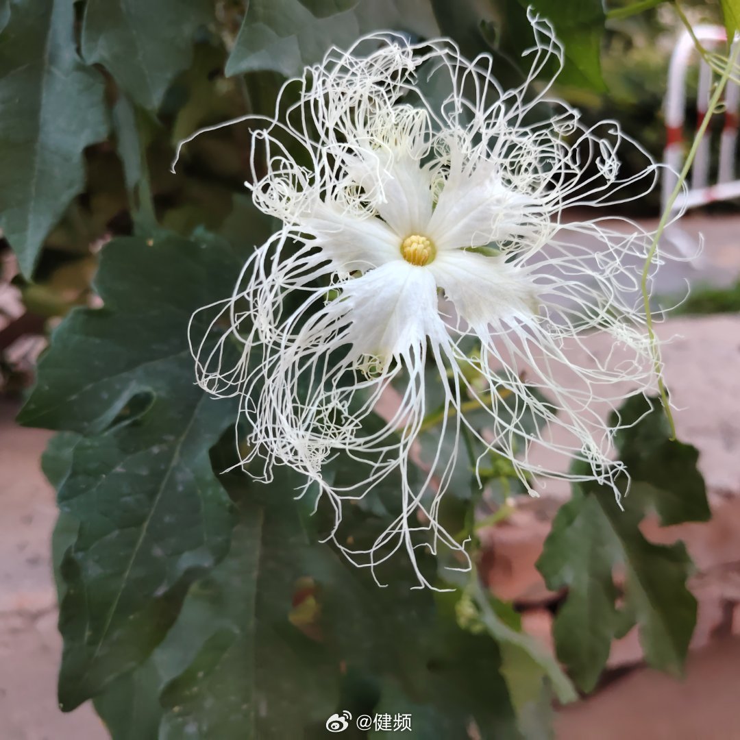 一年一年的来，一年一年的拍。咋长的这么好看！还自带仙气儿～ 