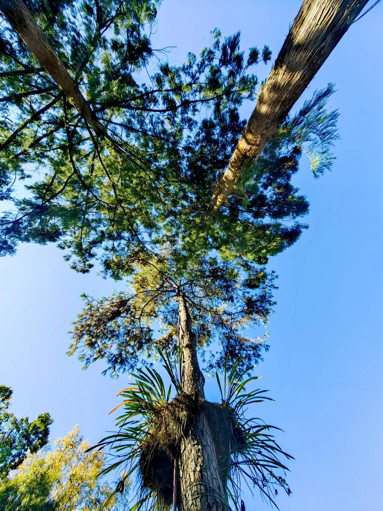 分享一张随手拍很好看的照片