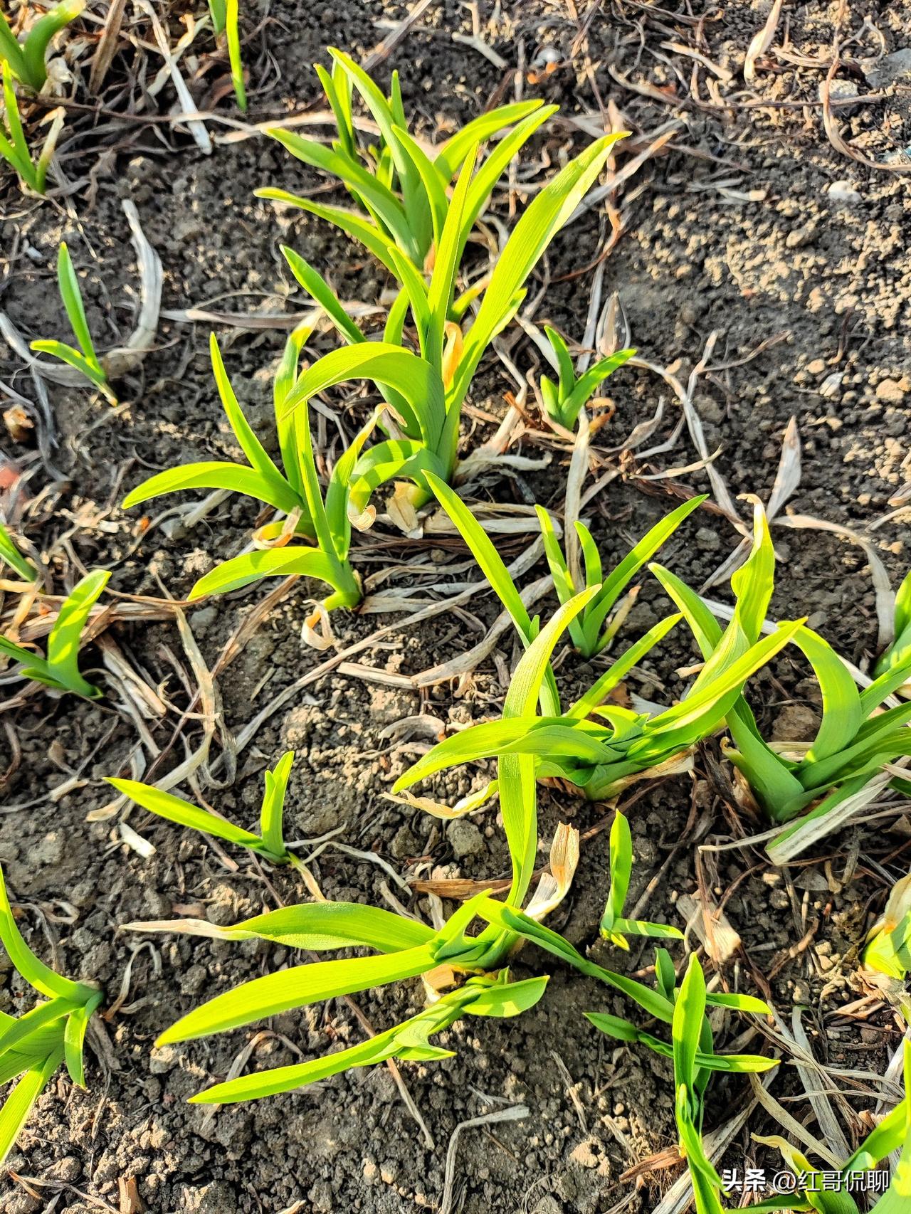 萱草也是每年知春早的植物，晨光里娇嫩🌱苗，勃勃生机，煞是袭人。