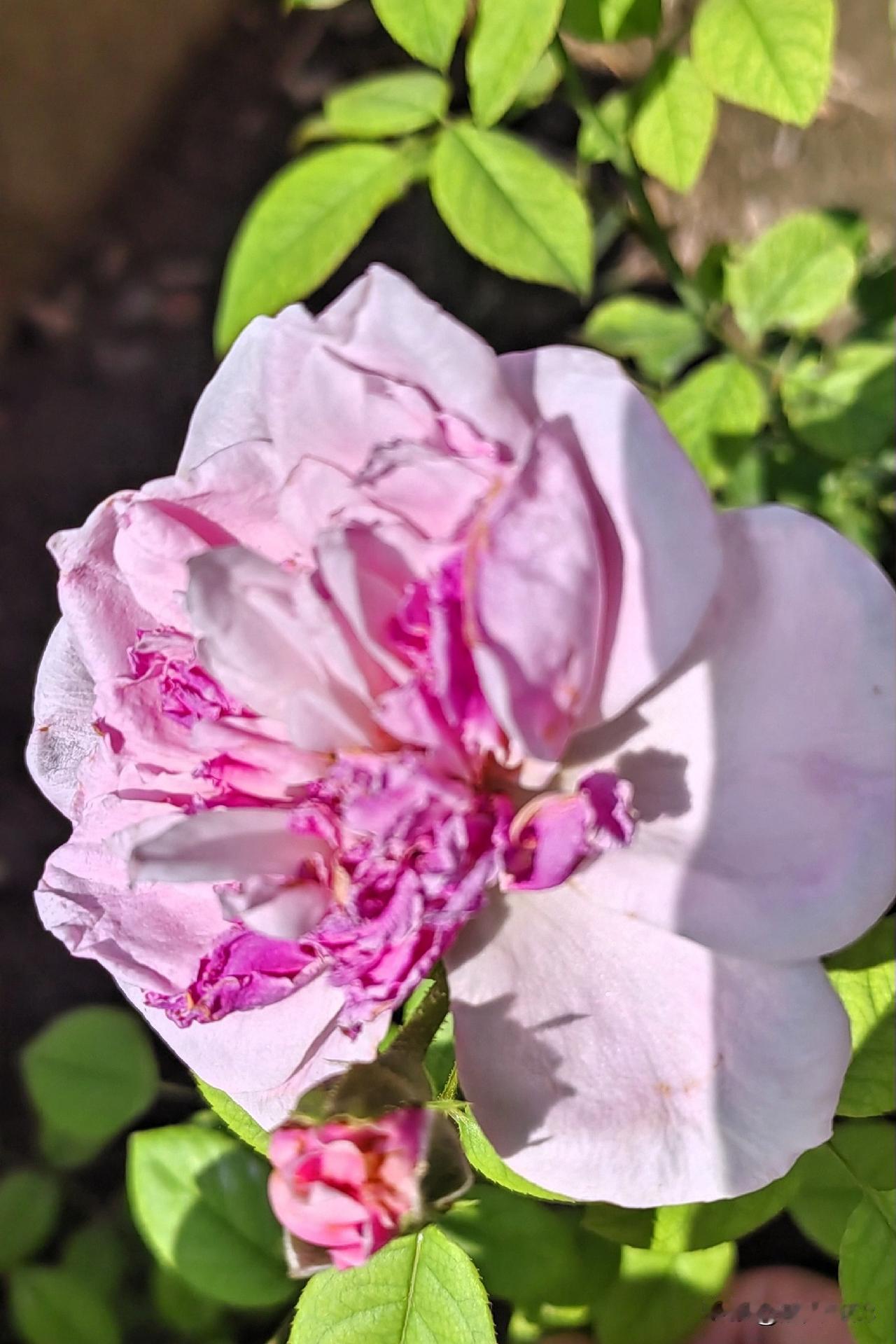 友们一起对对联喽！
动动手又动脑，
开心快乐无烦恼！

[玫瑰][微风]《原创》