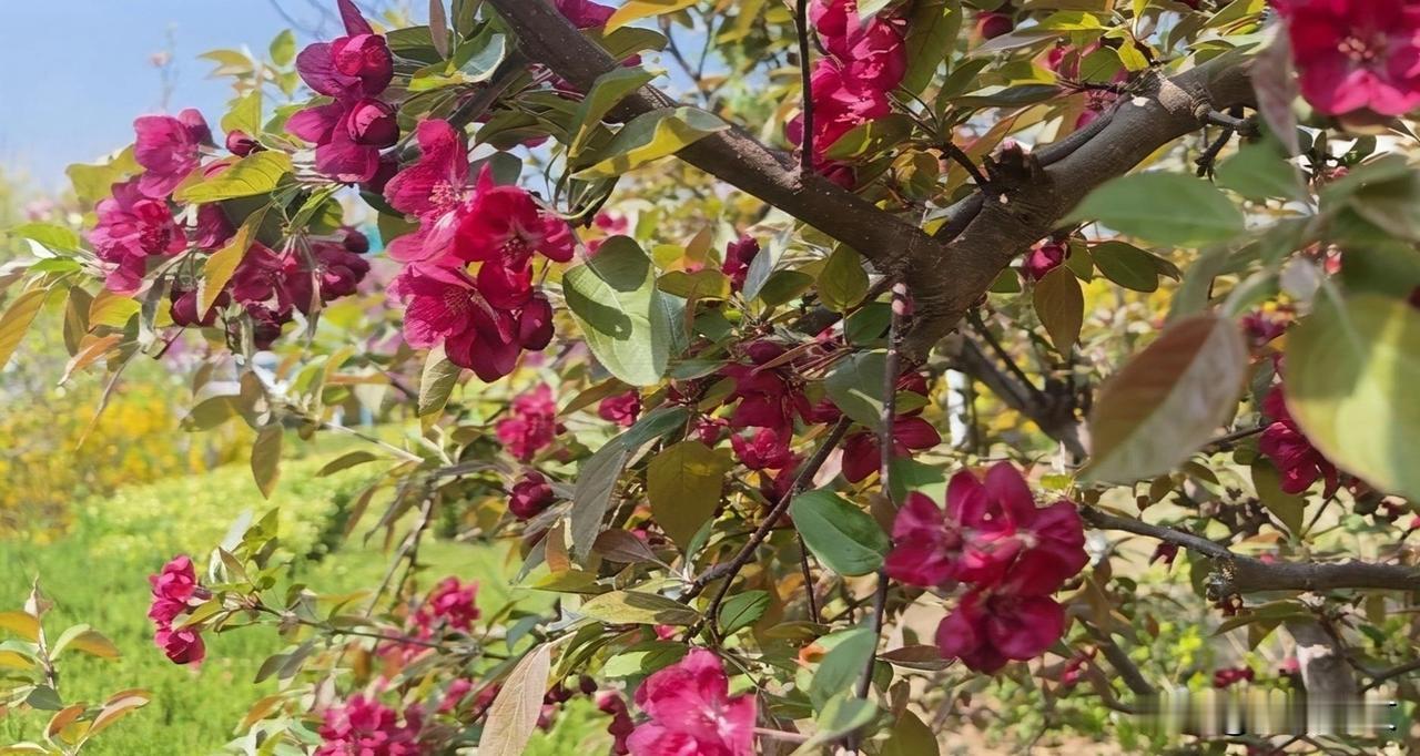 路边偶遇红海棠   随手拍照留心上