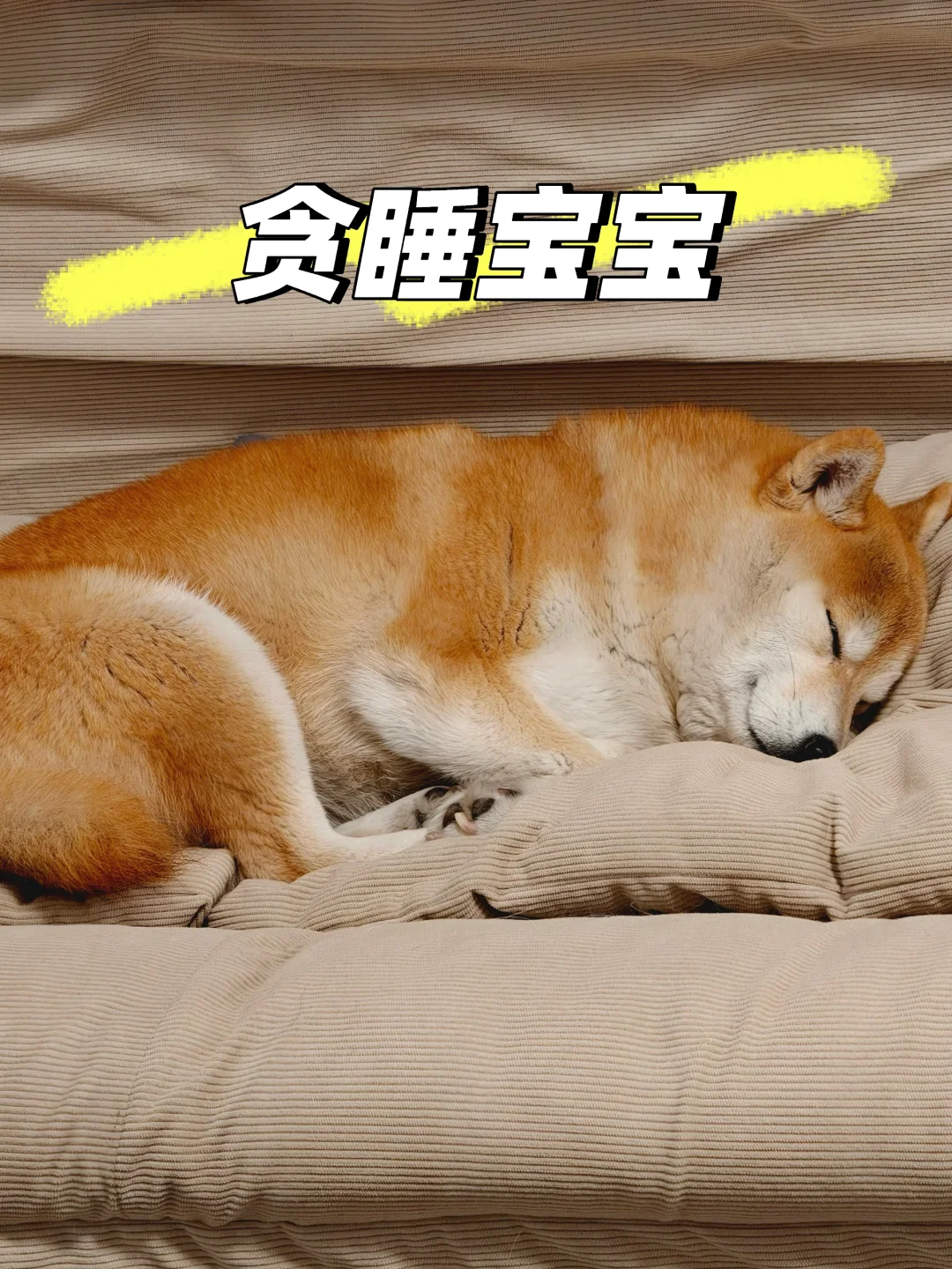 除了吃，这不就是睡吗？