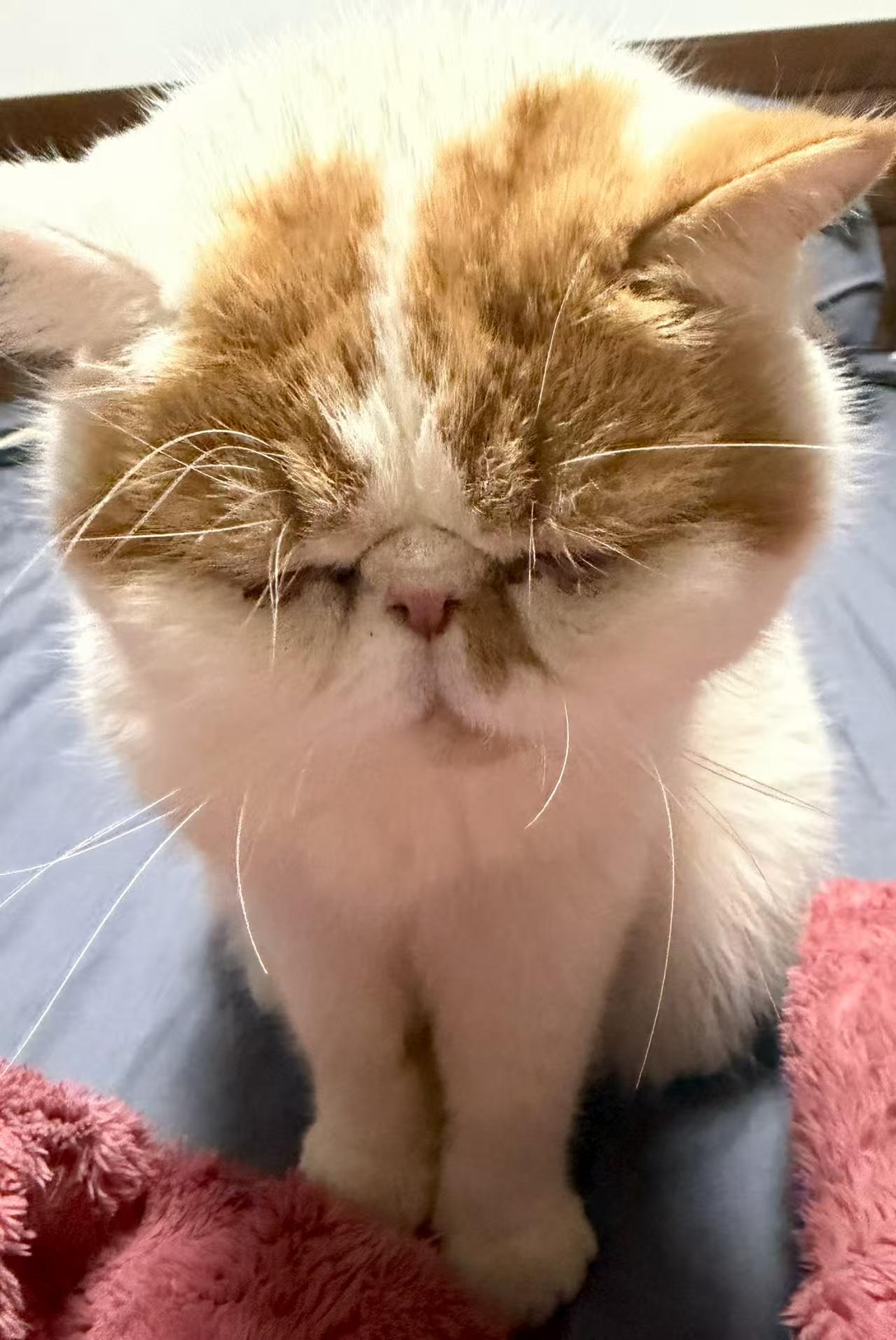 我家猫的可爱瞬间可太多啦！周末在家，我收拾屋子时，看到它蜷在沙发上打盹，那小模样