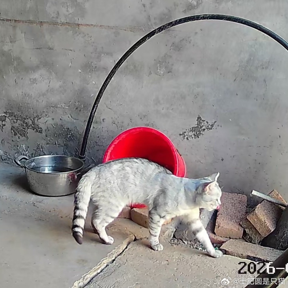 这是银渐层吗？？？ 