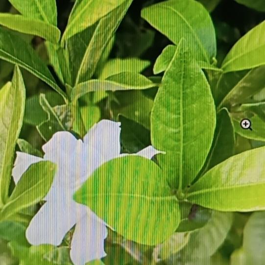 黄金果被传是护肝果，以前那可是挺常见的。小时候在乡下，路边偶尔就能瞧见它的身影，