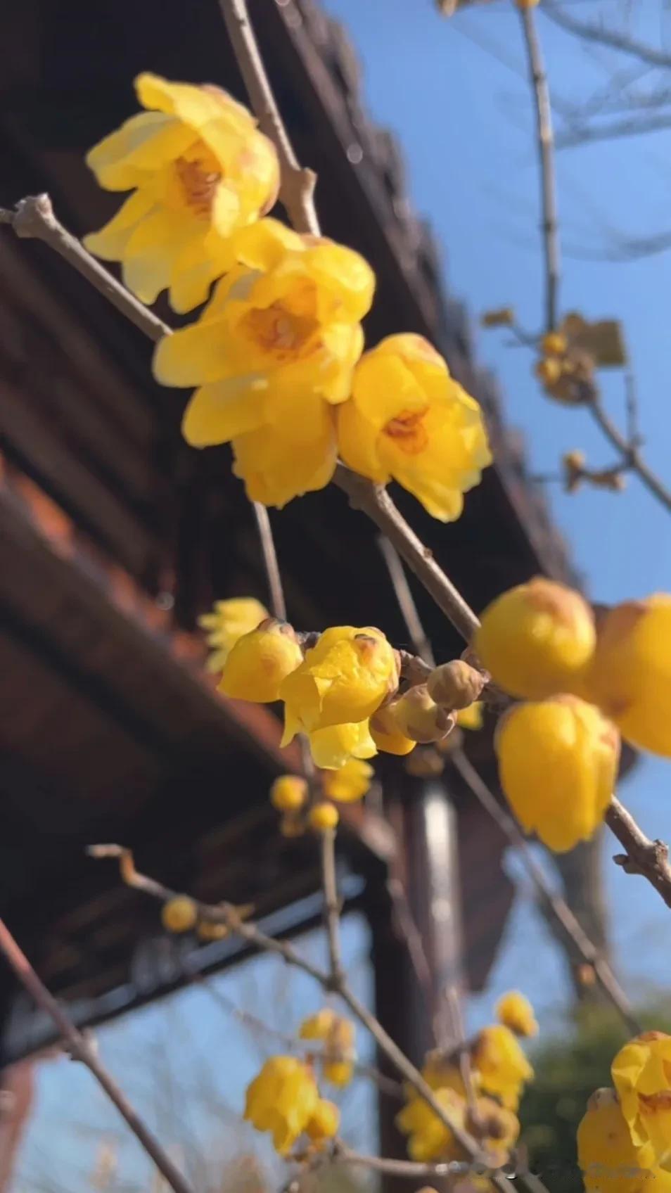 冬日暖阳下，枝头绽放的金黄色花朵，美不胜收！🌸🌞