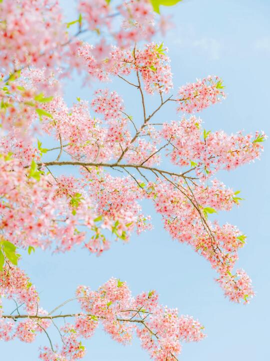 交换春天｜抬头拥抱春天