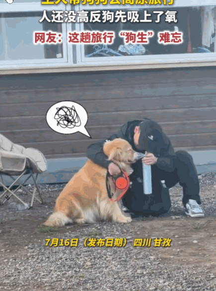 哭笑不得！四川甘孜，高原，一主人兴冲冲带自家狗子旅行，没曾想自己没事，狗狗却先出