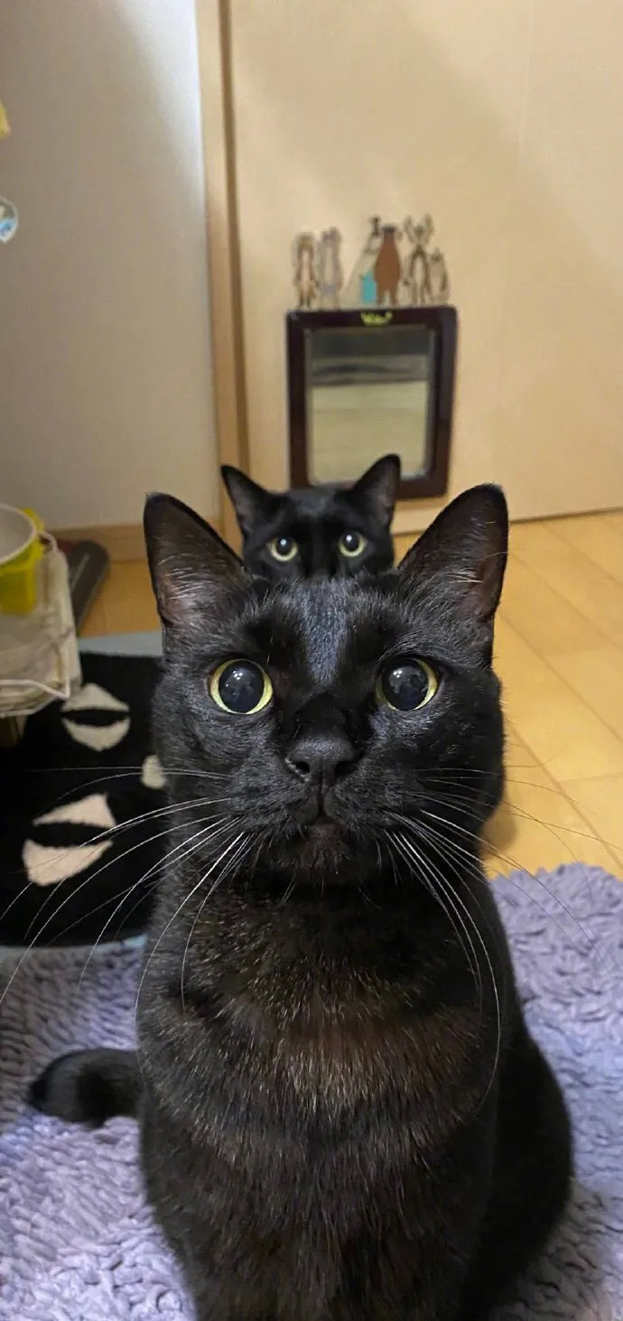 黑猫头上长黑猫头！