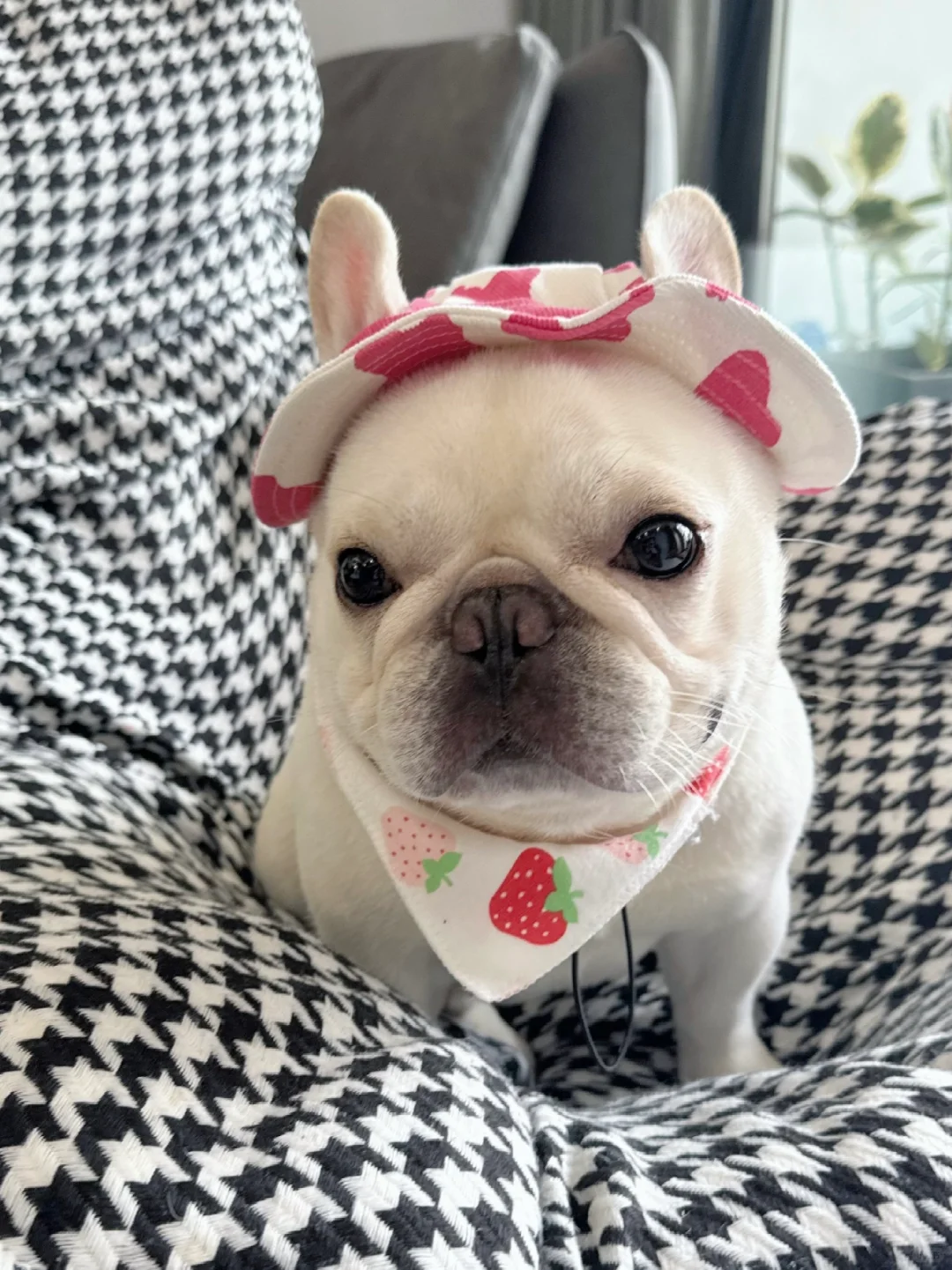 请你尝尝草莓牛奶的滋味