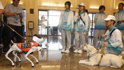 8日下午，珠海度假村内，5岁的拉布拉多导盲犬“蛋黄”安静地伏在内蒙古队象棋运动员