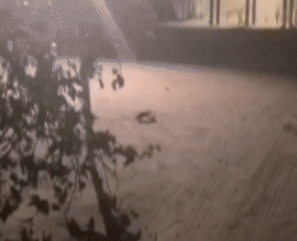 老鼠和螃蟹打起来了，第一次见[看]