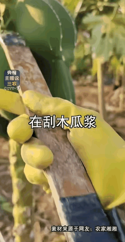 “嫩肉粉上央视新闻了！”

最近广西一段“深夜在木瓜地刮”

的视频火出圈。
