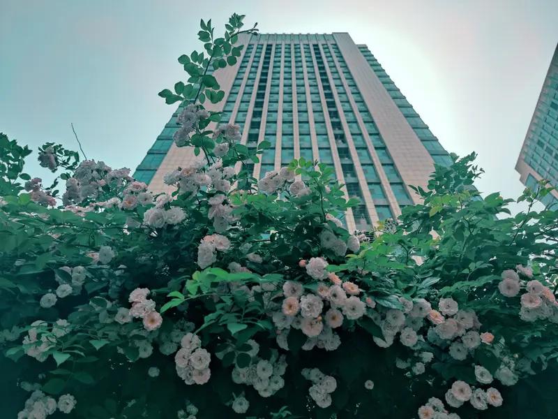 这首《七绝•繁花斗艳》真是绝妙至极！“玉蕊轻摇雪漫枝”，瞬间将花朵摇曳、如雪纷飞