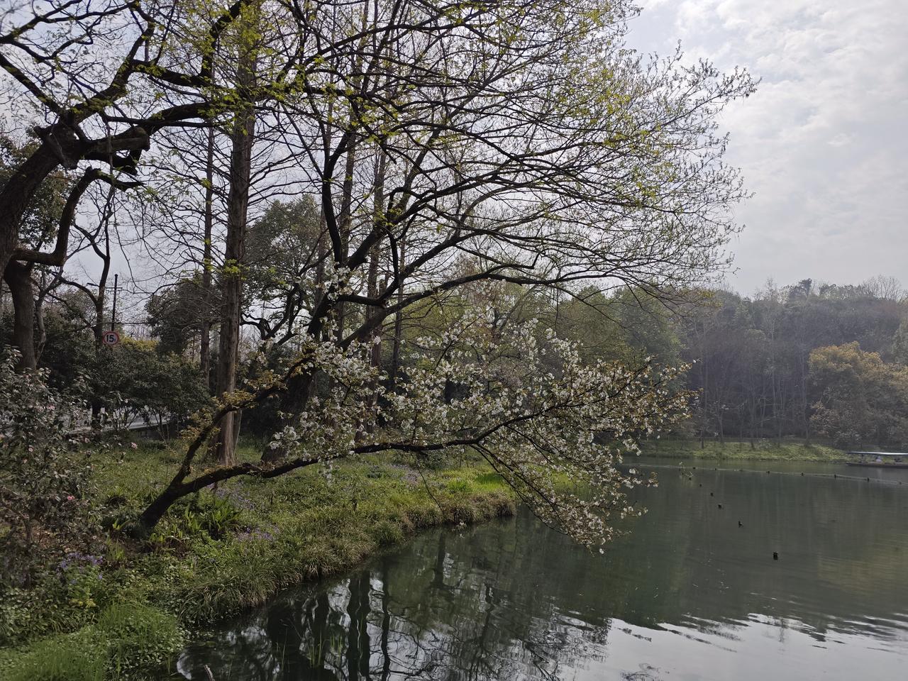 春天的苏堤醉倒了众多游客，抬眼望去山是那么唯美，水是那么的清澈，桃花和迎春花争相