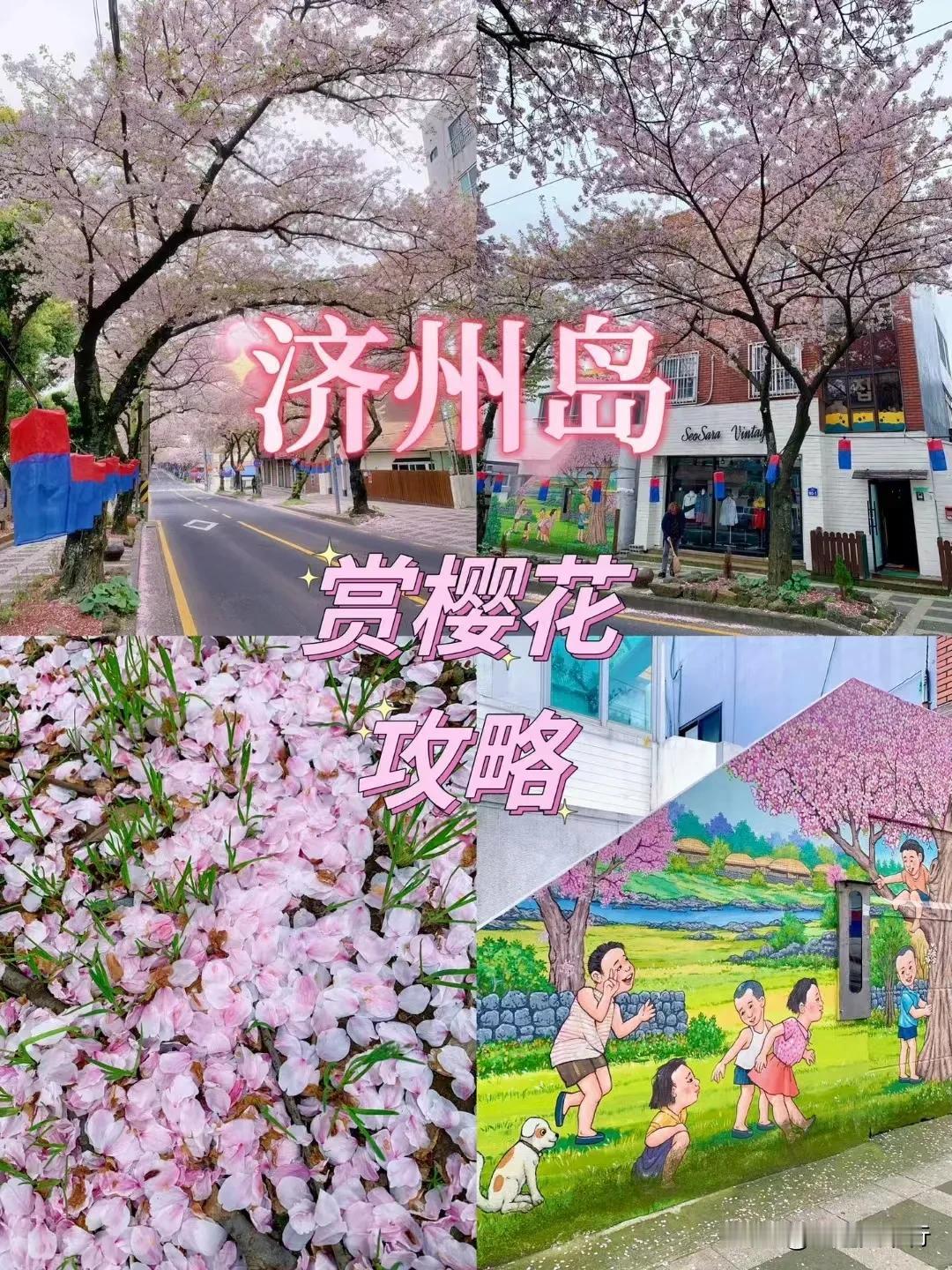 【济州岛赏樱攻略】
🌸盛开季节：每年四月
🌸赏樱地点：①典农路樱花大道🌸